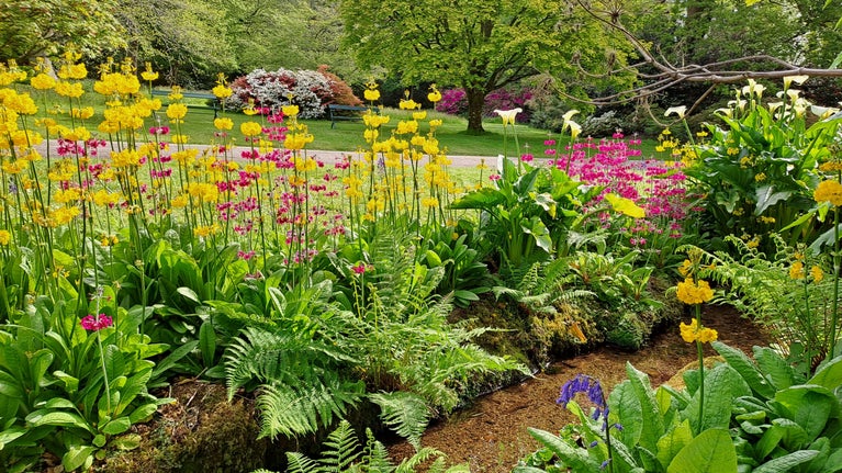 Yellow and pink candelabra primula flowers planted by a stream with grass and trees in the background.